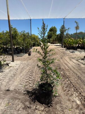 Syzygium Paniculatum 20lt Common Name: Eugenia Tree. Australian Brush-cherry Syzygium Paniculatum 20lt Common Name: Eugenia Tree. Australian Brush-cherry