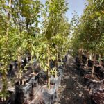 Plum Santa Rosa Tree 50lt