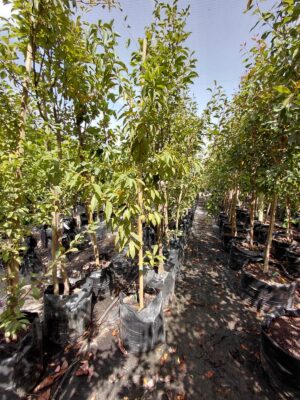 Plum Santa Rosa Tree 50lt
