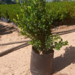 Buxus 10lt