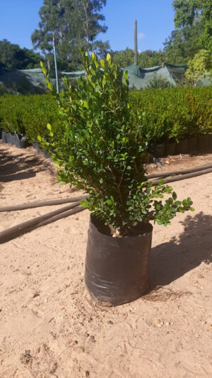 Buxus 10lt