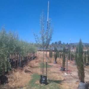 Searsia Pendulina 40lt