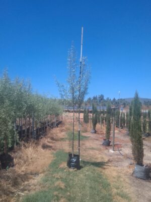 Searsia Pendulina 40lt