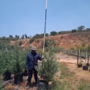 Cupressus Leylandii 40lt