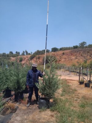 Cupressus Leylandii 40lt