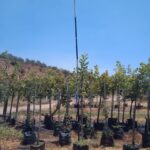 Ceratonia Siliqua 40lt