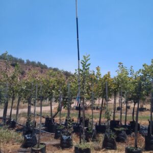 Ceratonia Siliqua 40lt