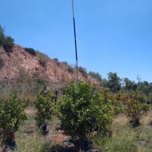 Viburnum Sinensis 40lt Viburnum Sinensis 40lt