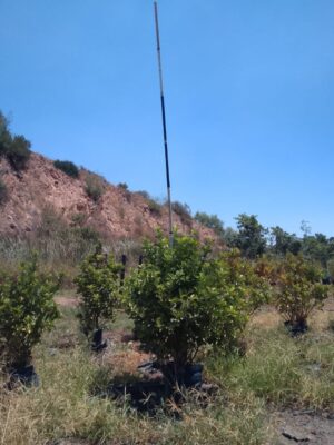 Viburnum Sinensis 40lt Viburnum Sinensis 40lt