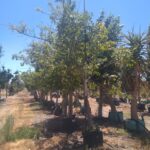 Ficus Natalensis 40lt Ficus Natalensis 40lt