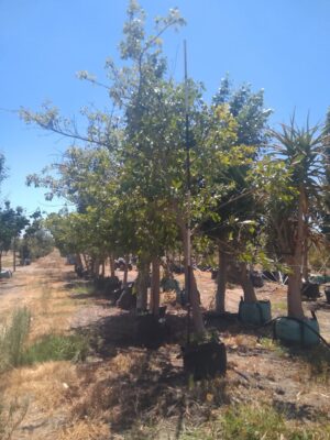 Ficus Natalensis 40lt Ficus Natalensis 40lt