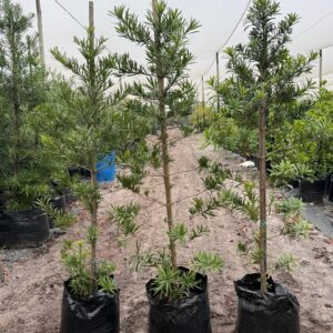 Afrocarpus Latifolius 50lt