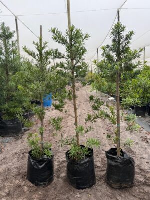 Afrocarpus Latifolius 50lt