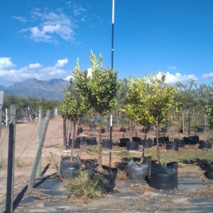 Eureka Lemon Tree 100lt