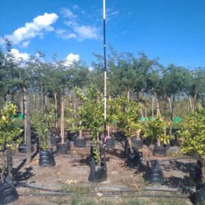 Eureka Lemon Tree 40lt