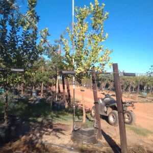 Eureka Lemon Tree 200lt