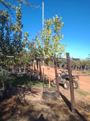 Eureka Lemon Tree 200lt