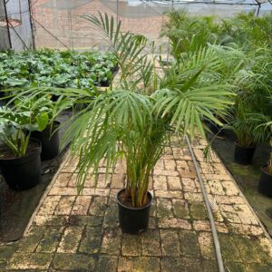 Bamboo Palm 23cm Pot Common Name: Bamboo Palm, love palm