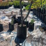 Plumeria Rubra White Frangipani 10lt