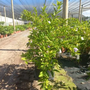 Yesterday, Today and Tomorrow 20lt