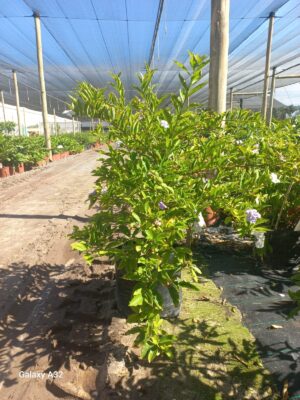 Yesterday, Today and Tomorrow 20lt Yesterday, Today and Tomorrow 20lt