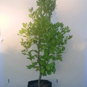 Apodytes Dimidiata 20lt Common Name: White Pear Tree