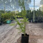 Pomegranate Wonderful Tree 50lt