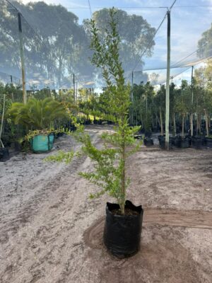 Pomegranate Wonderful Tree 50lt