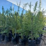 Pomegranate Wonderful Tree 50lt