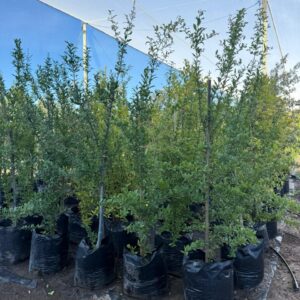 Pomegranate Wonderful Tree 50lt