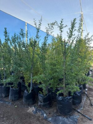 Pomegranate Wonderful Tree 50lt