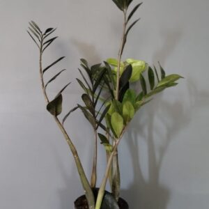 Zamioculcas Zamiifolia 17cm Common Name: ZZ Plant