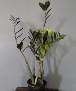 Zamioculcas Zamiifolia 17cm Common Name: ZZ Plant