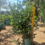 Viburnum Sinensis 60lt