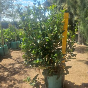 Viburnum Sinensis 60lt