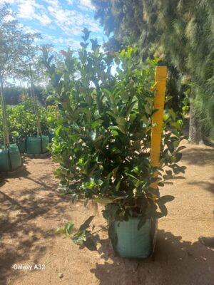 Viburnum Sinensis 60lt Viburnum Sinensis 60lt