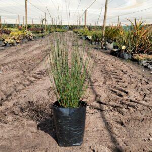 Elegia Tectorum 10lt Elegia Tectorum 10lt