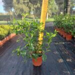 Gardenia Florida 10lt Common Name: Cape Jasmine