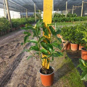 WhatsApp Image 2026-04-22 at 09.18.44 Gardenia Florida 17cm Pot Common Name: Cape Jasmine