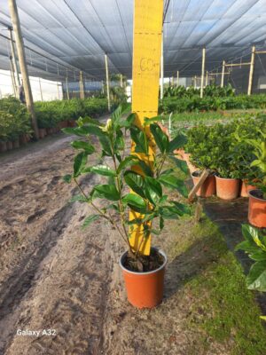 Gardenia Florida 17cm Pot Common Name: Cape Jasmine