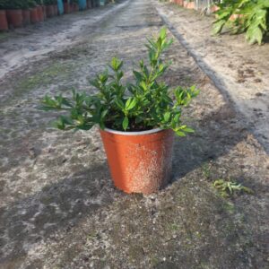 Gardenia Radicans 15cm Pot Common Name: Dwarf Gardenia Gardenia Radicans 15cm Pot Common Name: Dwarf Gardenia