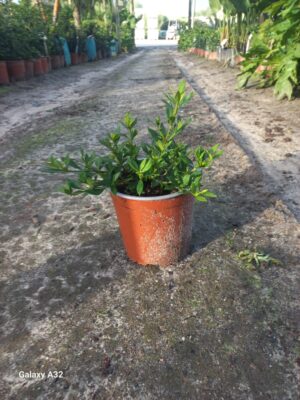 Gardenia Radicans 15cm Pot Common Name: Dwarf Gardenia Gardenia Radicans 15cm Pot Common Name: Dwarf Gardenia