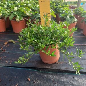 Gardenia Radicans 10lt Common Name: Dwarf Gardenia Gardenia Radicans 10lt Common Name: Dwarf Gardenia