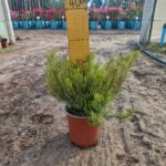 Coleonema Alba 17cm Pot (White Confetti Bush) Common Name: White Confetti Bush