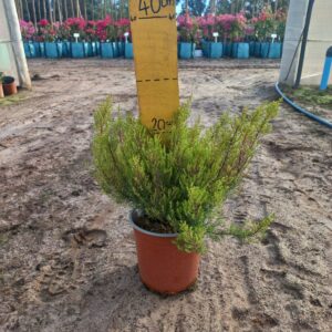 Coleonema Alba 17cm Pot (White Confetti Bush) Common Name: White Confetti Bush