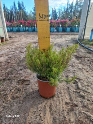 Coleonema Alba 17cm Pot (White Confetti Bush) Common Name: White Confetti Bush