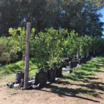 Eureka Lemon Tree 50lt