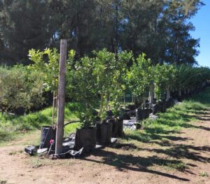 Eureka Lemon Tree 50lt