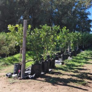 Eureka Lemon Tree 50lt