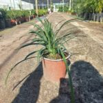 Liriope muscari big blue